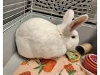 Adopt Rizzo a Albino or Red-Eyed White New Zealand / Mixed rabbit in Westford