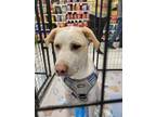 Adopt Seth a Tan/Yellow/Fawn - with White Blue Heeler / Mixed Breed (Medium) dog