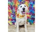 Adopt Tinlee a White Labradoodle / Mixed dog in Orlando, FL (41351482)