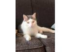Adopt Dax a White (Mostly) American Shorthair / Mixed (short coat) cat in