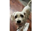 Adopt Oscar a White Standard Schnauzer / Mixed dog in Omaha, NE (41447429)