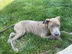 Adopt Carden ***RESCUE CENTER*** a Brindle Weimaraner / Labrador Retriever dog