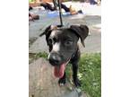 Adopt Drake ***RESCUE CENTER*** a Black - with White Labrador Retriever dog in