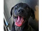 Adopt Drake ***RESCUE CENTER*** a Black - with White Labrador Retriever dog in