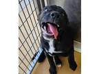 Adopt Doja ***RESCUE CENTER*** a Black - with White Labrador Retriever dog in
