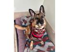 Adopt Greta a Pumi / Mixed Breed (Medium) / Mixed dog in Eugene, OR (41043957)