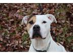 Adopt Macy a White - with Brown or Chocolate Mixed Breed (Medium) / Mixed dog in