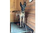 Adopt Atlas - Located in CO a Tan/Yellow/Fawn - with Black Belgian Malinois dog