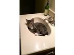 Adopt Millicent (Millie) a Gray, Blue or Silver Tabby Domestic Shorthair / Mixed