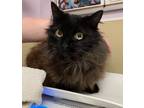 Adopt Tanaris - Barn Cat a Domestic Mediumhair / Mixed cat in Vancouver
