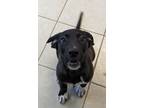 Adopt Greer a Labrador Retriever / Mixed dog in Osage Beach, MO (41401259)