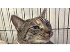 Adopt Abbie a Spotted Tabby/Leopard Spotted Domestic Shorthair / Mixed cat in