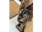 Adopt Jewel a Domestic Shorthair (short coat) cat in Grand Rapids, MI (41433844)