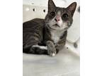 Adopt Buttons a Domestic Shorthair / Mixed cat in Houston, TX (41447374)