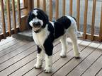 Adopt Bogey a White - with Black Bernedoodle / Mixed dog in Phoenix