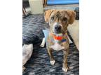 Adopt Ashton a Brindle Boxer dog in Brewster, NY (40592412)