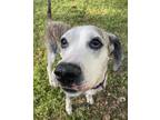 Adopt Lucille a Brindle Mixed Breed (Medium) / Hound (Unknown Type) / Mixed