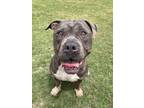 Adopt Humphrey a Gray/Blue/Silver/Salt & Pepper Mixed Breed (Large) / Mixed dog