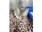 Adopt Elanor a Gray or Blue Domestic Shorthair / Domestic Shorthair / Mixed cat