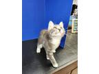 Adopt Espie a Gray or Blue Domestic Shorthair / Mixed Breed (Medium) / Mixed