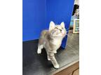 Adopt Espie a Gray or Blue Domestic Shorthair / Domestic Shorthair / Mixed cat