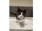 Adopt Aura a Domestic Shorthair (short coat) cat in Oakdale, CA (41441995)