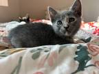 Adopt Monstera a Domestic Shorthair (short coat) cat in Oakdale, CA (41445129)