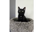 Adopt Sunny a All Black Domestic Shorthair (short coat) cat in St Cloud