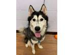 Adopt Luna* a Black Husky / Mixed dog in Baton Rouge, LA (37010969)