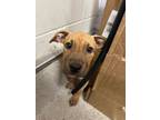 Adopt Jelly Roll a Brown/Chocolate American Pit Bull Terrier / Mixed Breed