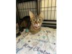 Adopt Clefairy a Brown Tabby Domestic Shorthair / Mixed Breed (Medium) / Mixed