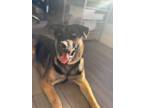 Adopt Jade a Black Rottweiler / Cane Corso / Mixed (short coat) dog in Spruce