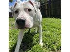 Adopt Ray (East Campus) a White American Pit Bull Terrier / Mixed Breed (Medium)