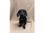 Adopt Tiny a Black Dachshund / Mixed dog in Hutchinson, KS (41447277)