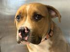 Adopt Russett a Brown/Chocolate Mixed Breed (Large) / Mixed dog in Georgetown
