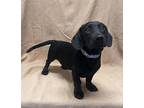 Adopt Biggie a Black Dachshund / American Pit Bull Terrier / Mixed dog in