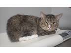 Adopt Peanut a Gray or Blue Domestic Shorthair / Domestic Shorthair / Mixed cat