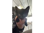 Adopt Zoe a All Black Domestic Shorthair / Domestic Shorthair / Mixed cat in