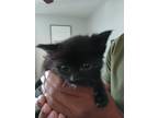 Adopt Tippy a All Black American Shorthair / Mixed (short coat) cat in