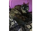 Adopt Olivia a Tortoiseshell Domestic Longhair / Mixed (long coat) cat in Hemet