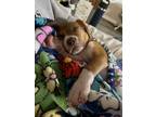 Adopt Colt a Boxer / Dachshund dog in Merrifield, VA (41419083)