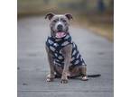 Adopt Isa - AVAILABLE a Pit Bull Terrier / Mixed dog in Seattle, WA (39158595)