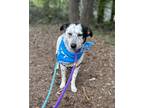Adopt Junebug a White - with Black Cattle Dog / Blue Heeler / Mixed dog in