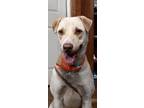 Adopt Hoss a Brindle Labrador Retriever / Mixed (short coat) dog in Yellville