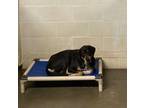 Adopt Jolene a Black Coonhound (Unknown Type) / Mixed Breed (Medium) / Mixed