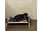 Adopt Jolene a Black Black and Tan Coonhound / Mixed dog in Yellville