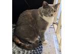 Adopt Freya a Calico or Dilute Calico Domestic Shorthair / Mixed (short coat)