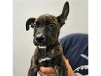 Adopt Booker a Brindle Mixed Breed (Medium) / Mixed dog in Rancho Santa Fe