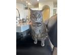 Adopt Ava a Gray, Blue or Silver Tabby Domestic Shorthair / Mixed (short coat)