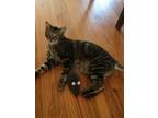 Adopt Big Boi a Domestic Shorthair / Mixed cat in Dallas, TX (39501593)